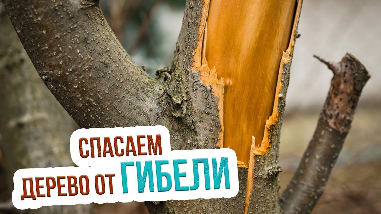 Откуда берется ржавчина на деревьях и как бороться с ржавчиной на груше ияблоне? - YouTube